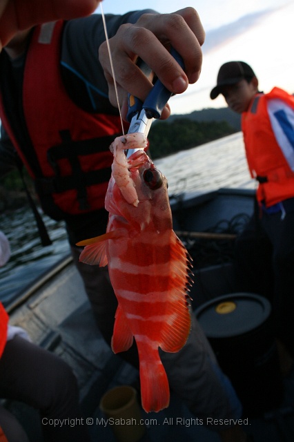 deep-sea-fishing-img_6032.jpg