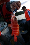 deep-sea-fishing-img_6032