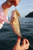 deep-sea-fishing-img_6079