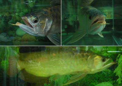 Fish