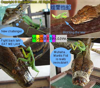 Crocodile Vs Mantis