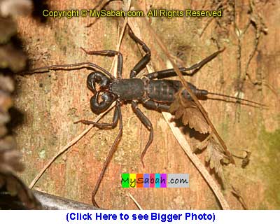 Malay Scorpion