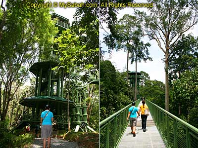rainforest discovery center