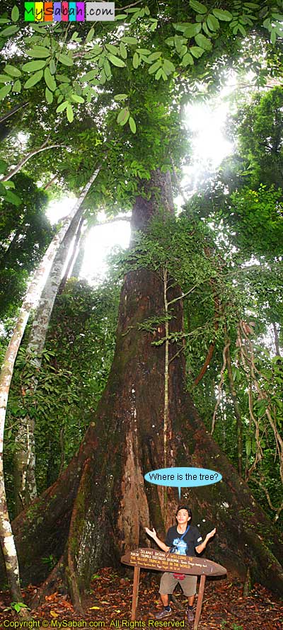 Tallest tropical tree in the world