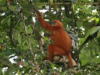Red leaf monkey
