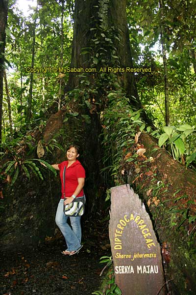 Big tree