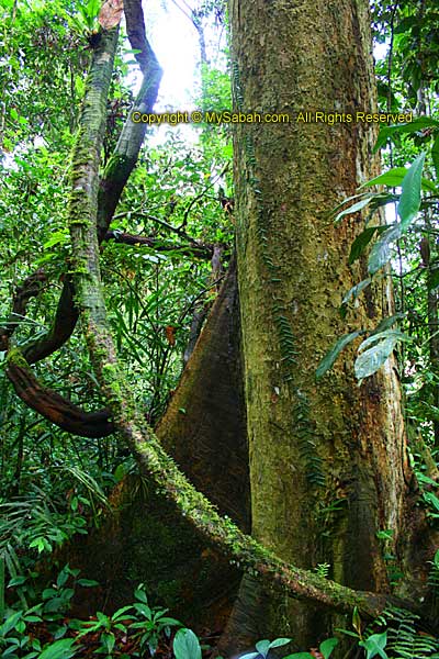 Big tree