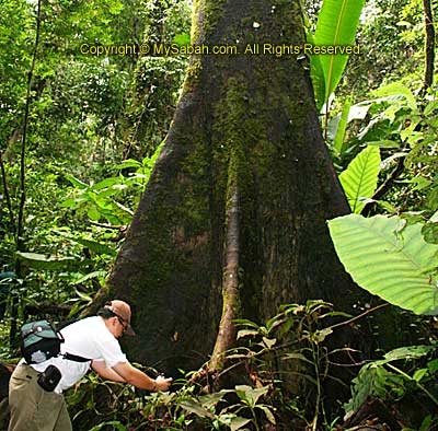 Big tree