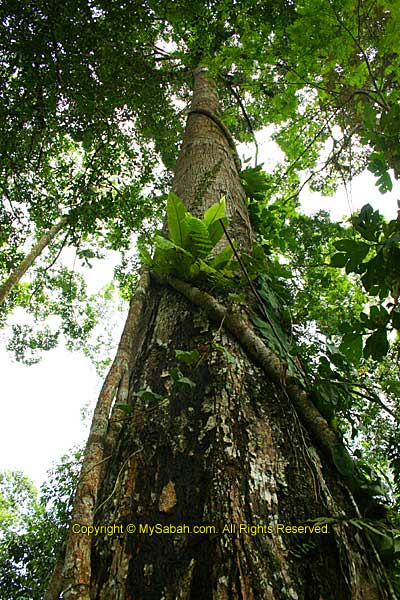 Tall tree
