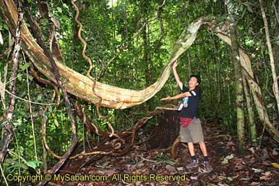 Strange branch