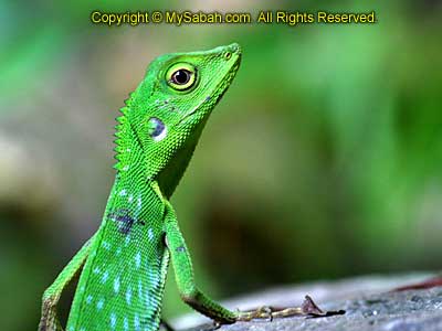 Chameleon
