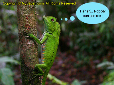 Iguana