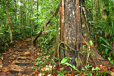 Trail to tallest tree