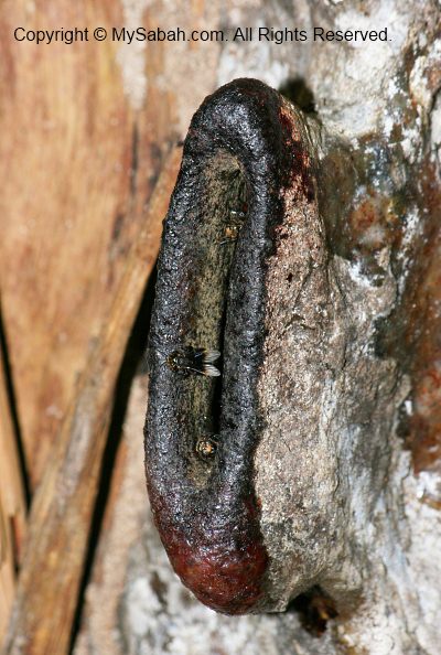 Stingless Bee nest