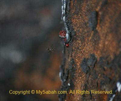 Stingless Bee rebuild home