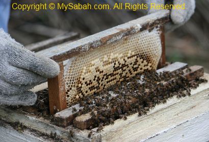 Movable frame hive