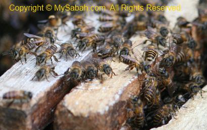 Bee farming