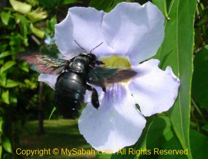 Big black bee