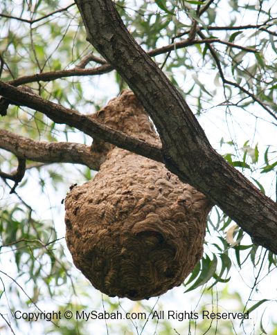 Hornet nest