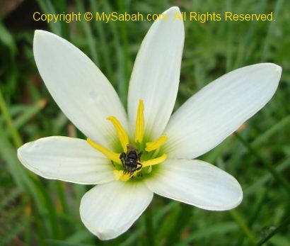 Stingless Bee