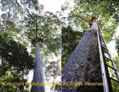 Observation Tower