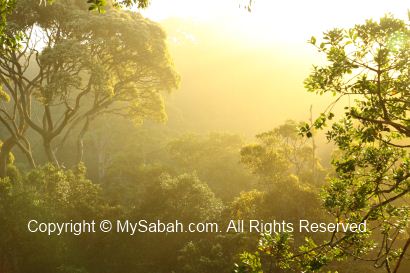 forest in sunrise