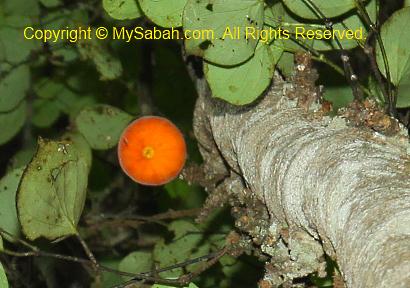 fig fruit