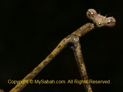 praying mantis