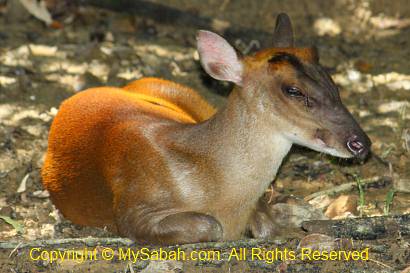 barking deer