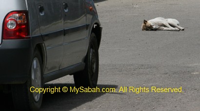 Sleeping dog on the road