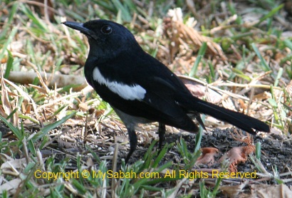 Oriental Magpie Robin