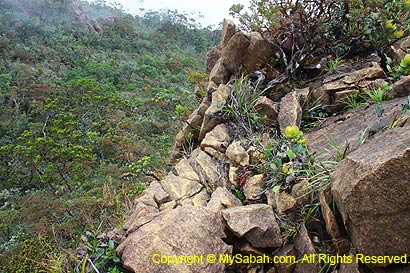 Narrow trail