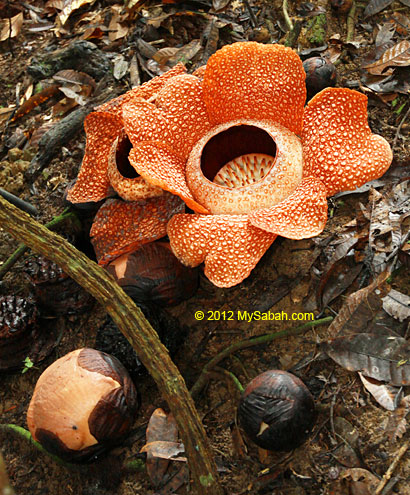 rafflesia and its buds