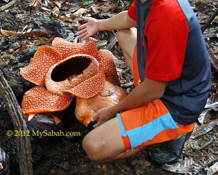 next to rafflesia