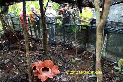 tourists looking at rafflesia