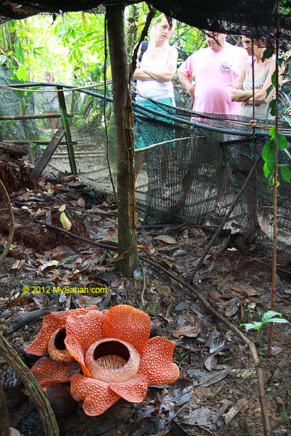 tourists see rafflesia