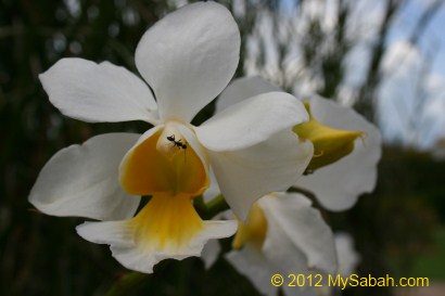 Hybrid Orchid