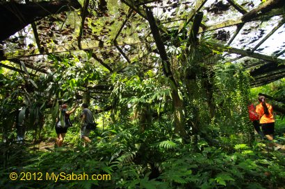 Native Orchid Garden