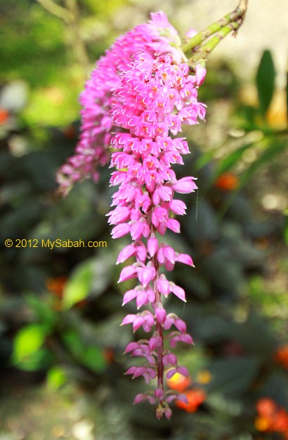 Bottle Brush Orchid