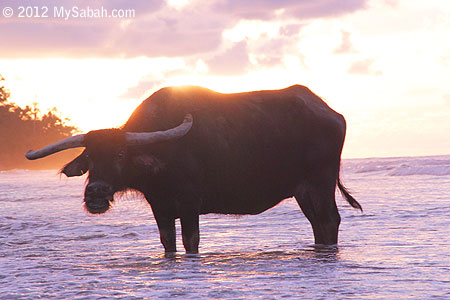 Old buffalo taking a bath in the sea