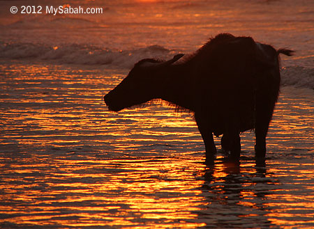 Old buffalo in the sea