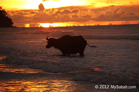 Old buffalo taking a bath in the sea