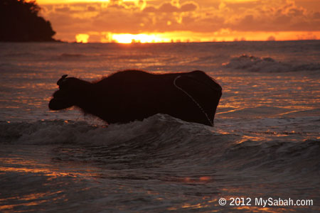 Old buffalo taking a bath in the sea