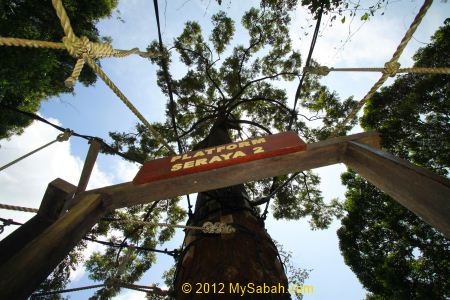 2nd platform of Poring Canopy Walkway