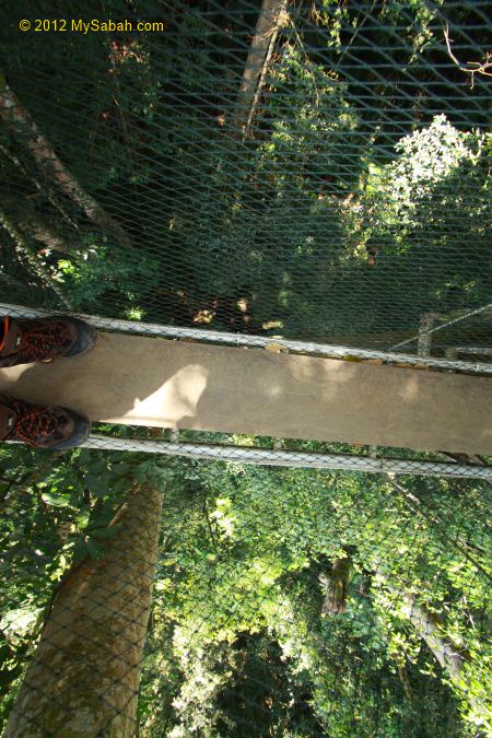 look down from Canopy Walkway