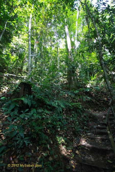 nature trail under canopy