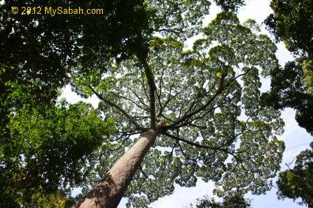 big canopy