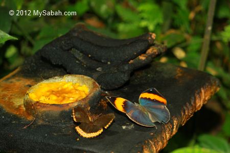 feeding platform of butterflies