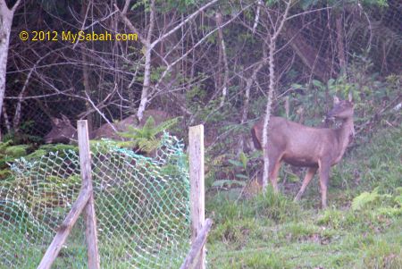 sambar deers in Tropical Garden