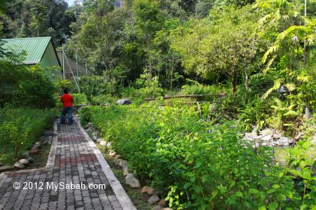 Butterfly Farm